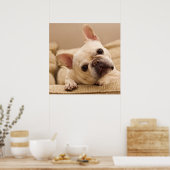 Niedliche Kleintiere | French Bulldog Head Tilt Poster (Küche)