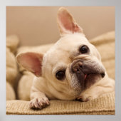 Niedliche Kleintiere | French Bulldog Head Tilt Poster (Vorne)