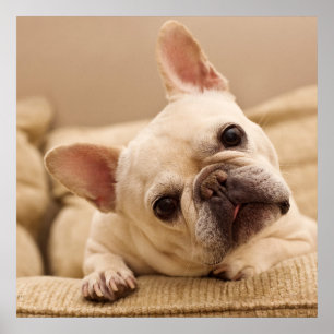 Niedliche Kleintiere   French Bulldog Head Tilt Poster