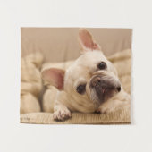 Niedliche Kleintiere | French Bulldog Head Tilt Wandteppich (Vorderseite (Horizontal))