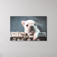 Niedliche Kleintiere | French Bulldog