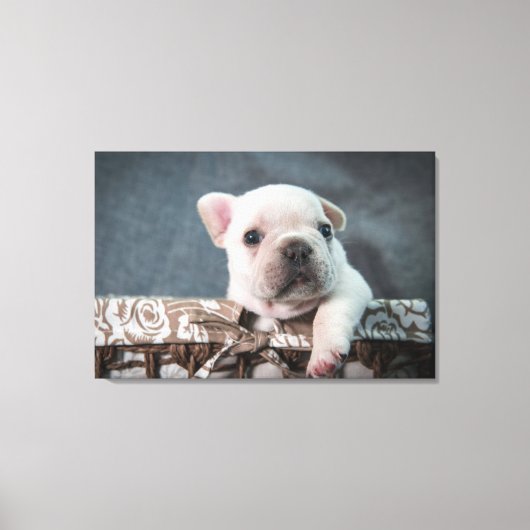 Niedliche Kleintiere | French Bulldog Leinwanddruck (Vorderseite)