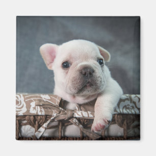 Niedliche Kleintiere French Bulldog Magnet