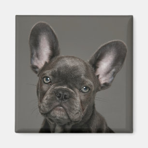 Niedliche Kleintiere French Bulldog Magnet
