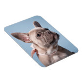 Niedliche Kleintiere | French Bulldog Pink Bow Magnet (Rechte Seite)