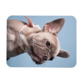 Niedliche Kleintiere | French Bulldog Pink Bow Magnet (Horizontal)