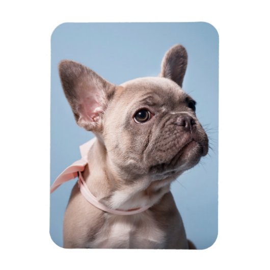 Niedliche Kleintiere | French Bulldog Pink Bow Magnet (Vertikal)
