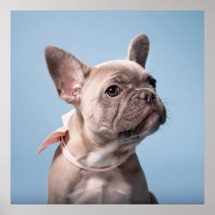 Niedliche Kleintiere French Bulldog Pink Bow Poster