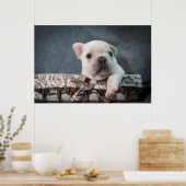 Niedliche Kleintiere | French Bulldog Poster (Küche)