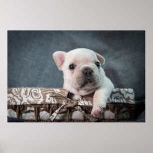 Niedliche Kleintiere   French Bulldog Poster