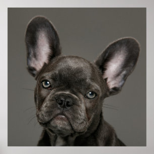 Niedliche Kleintiere   French Bulldog Poster