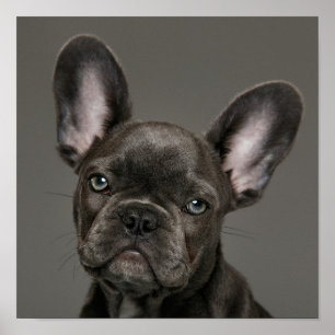 Niedliche Kleintiere   French Bulldog Poster