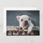Niedliche Kleintiere | French Bulldog Postkarte (Vorne/Hinten)
