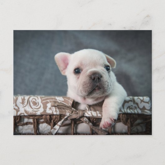Niedliche Kleintiere | French Bulldog Postkarte (Vorderseite)