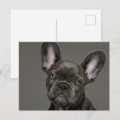 Niedliche Kleintiere | French Bulldog Postkarte (Vorne/Hinten)
