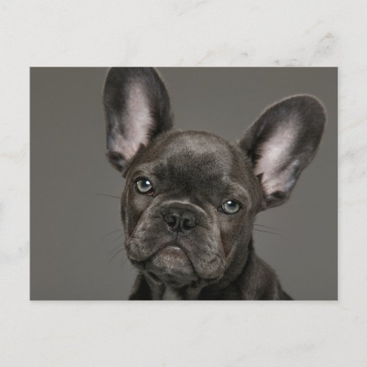 Niedliche Kleintiere | French Bulldog Postkarte (Vorderseite)