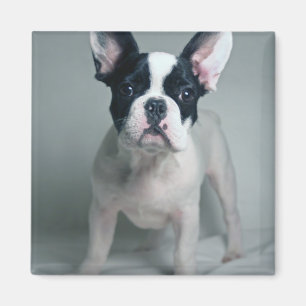 Niedliche Kleintiere   French Bulldog Puppy Magnet
