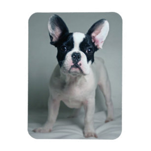 Niedliche Kleintiere French Bulldog Puppy Magnet