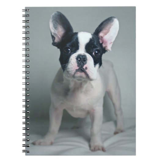 Niedliche Kleintiere | French Bulldog Puppy Notizblock (Vorderseite)