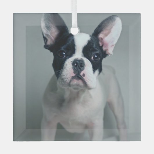 Niedliche Kleintiere | French Bulldog Puppy Ornament Aus Glas (Vorderseite)