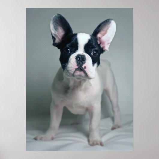 Niedliche Kleintiere | French Bulldog Puppy Poster (Vorne)