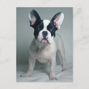 Niedliche Kleintiere   French Bulldog Puppy Postkarte