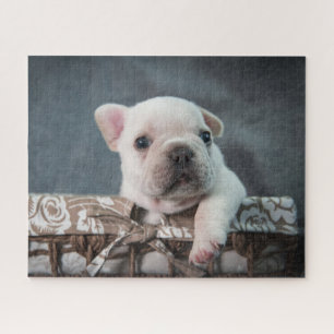 Niedliche Kleintiere   French Bulldog Puzzle