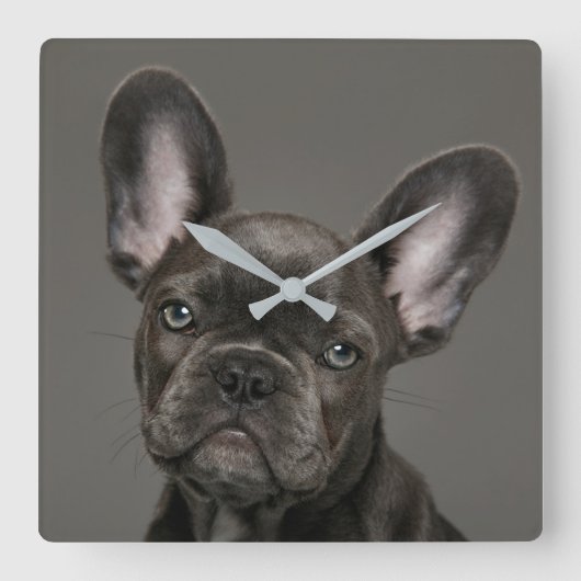 Niedliche Kleintiere | French Bulldog Quadratische Wanduhr (Vorderseite)