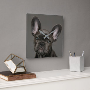 Niedliche Kleintiere French Bulldog Quadratische Wanduhr