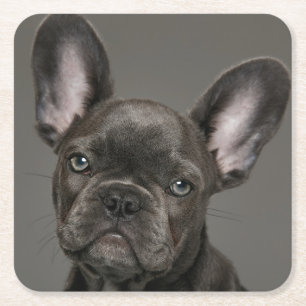 Niedliche Kleintiere   French Bulldog Rechteckiger Pappuntersetzer