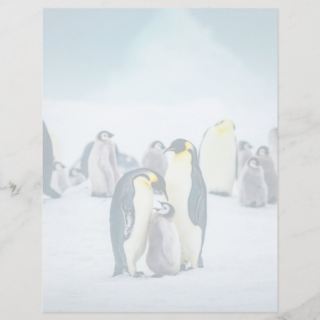 Niedliche Kleintiere | Fütternd Baby Pinguin (Vorderseite)