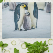 Niedliche Kleintiere | Fütternd Baby Pinguin Geschirrtuch (Gefaltet)