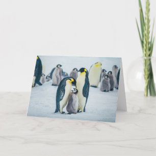 Niedliche Kleintiere   Fütternd Baby Pinguin Karte