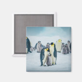 Niedliche Kleintiere | Fütternd Baby Pinguin Magnet (Vorderseite/Rückseite)