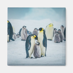 Niedliche Kleintiere   Fütternd Baby Pinguin Magnet
