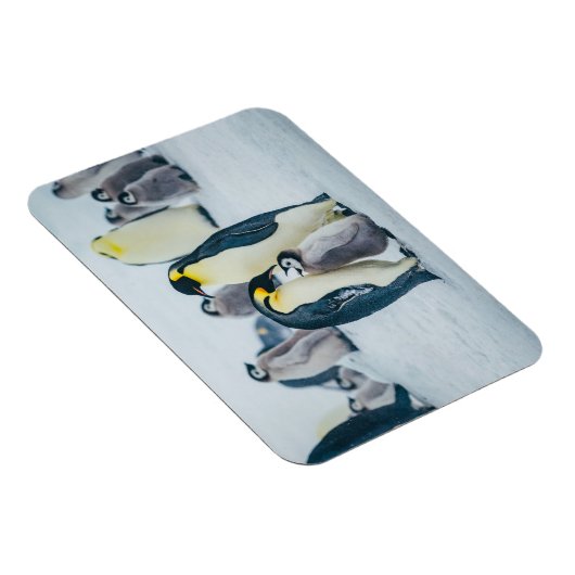 Niedliche Kleintiere | Fütternd Baby Pinguin Magnet (Rechte Seite)