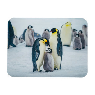 Niedliche Kleintiere   Fütternd Baby Pinguin Magnet