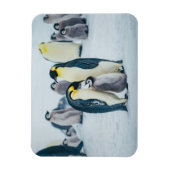 Niedliche Kleintiere | Fütternd Baby Pinguin Magnet (Vertikal)