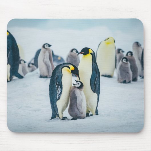 Niedliche Kleintiere | Fütternd Baby Pinguin Mousepad (Vorne)