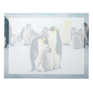 Niedliche Kleintiere Fütternd Baby Pinguin Notizblock