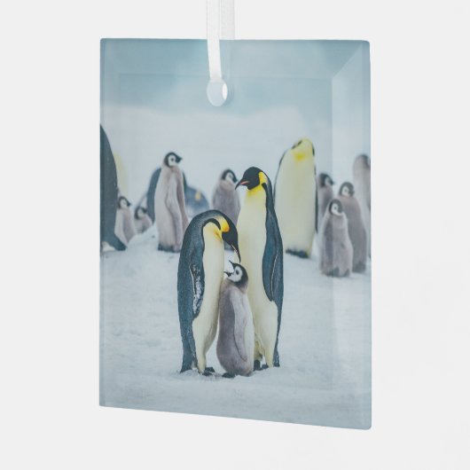 Niedliche Kleintiere | Fütternd Baby Pinguin Ornament Aus Glas (Vorderseite links)