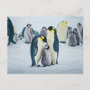 Niedliche Kleintiere   Fütternd Baby Pinguin Postkarte