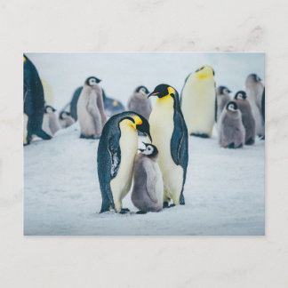 Niedliche Kleintiere | Fütternd Baby Pinguin Postkarte
