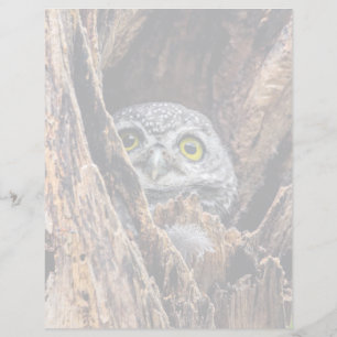 Niedliche Kleintiere Gepunktete Owlet