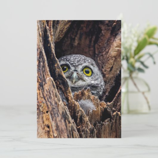 Niedliche Kleintiere | Gepunktete Owlet Dankeskarte (Stehend Vorderseite)