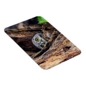 Niedliche Kleintiere | Gepunktete Owlet Magnet (Rechte Seite)