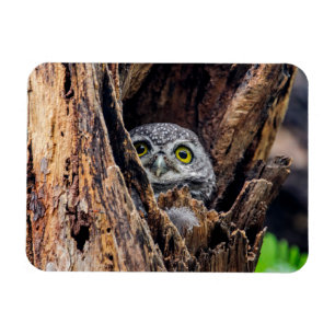 Niedliche Kleintiere   Gepunktete Owlet Magnet