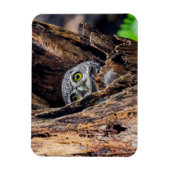 Niedliche Kleintiere | Gepunktete Owlet Magnet (Vertikal)