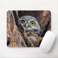 Niedliche Kleintiere | Gepunktete Owlet