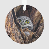 Niedliche Kleintiere | Gepunktete Owlet Ornament (Rückseite)